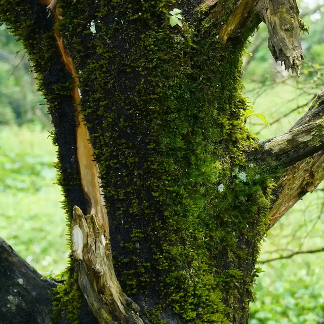 Wood element — growth
